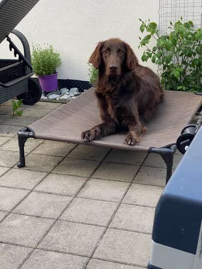 Flat Coated Retriever-Beitrag-Bild