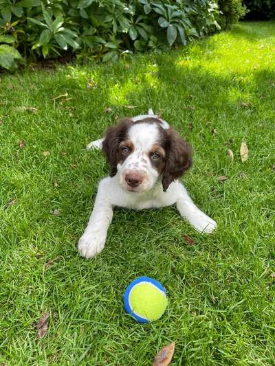 Hundetreffen-Welpentreff/Junghunde-Bild