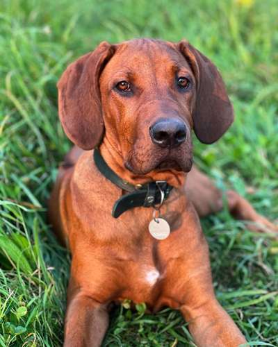 Rhodesian Ridgeback-Beitrag-Bild