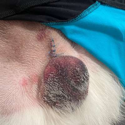 Hämatom nach Kastration-Beitrag-Bild