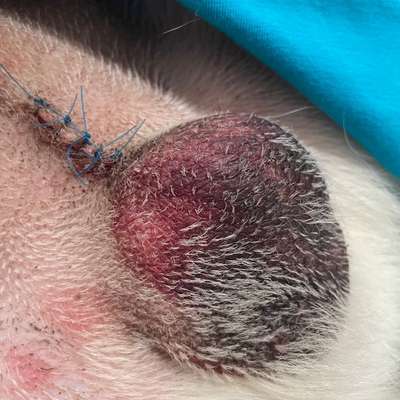 Hämatom nach Kastration-Beitrag-Bild