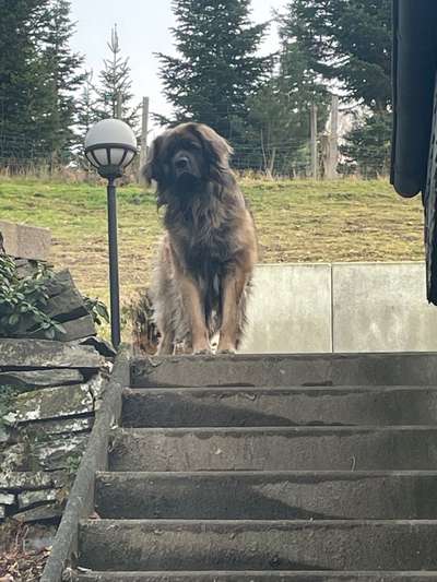 Leonberger-Beitrag-Bild