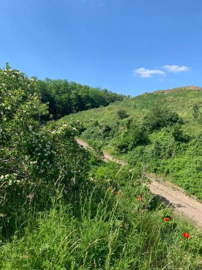 Hundeauslaufgebiet-Flonheimwald-Bild