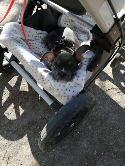 Dogorama Photo Challenge - Der Frühling kommt-Beitrag-Bild