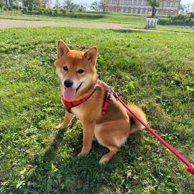 Hundetreffen-Spielpartner für Daiki gesucht 🐾-Bild