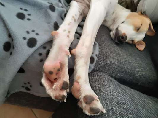 Whippet-Beitrag-Bild