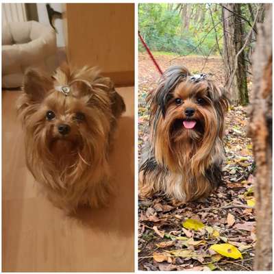 Hundetreffen-Gassi gehen mit 2 Yorkshire Terrier-Bild
