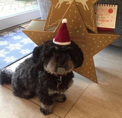 Havaneser dabei?:)-Beitrag-Bild