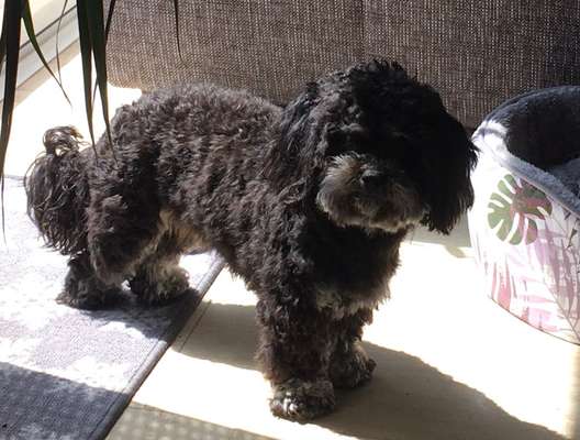 Mischlingshunde Foto Aufruf-Beitrag-Bild