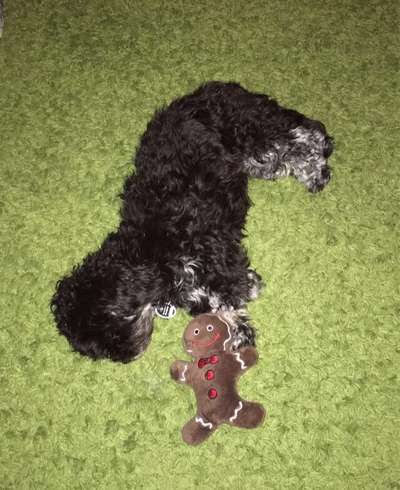 Havaneser dabei?:)-Beitrag-Bild