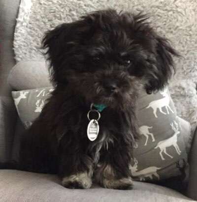 Havaneser dabei?:)-Beitrag-Bild