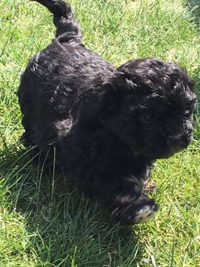 Welpen Bilder !-Beitrag-Bild