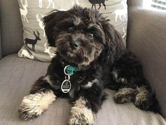 Havaneser dabei?:)-Beitrag-Bild