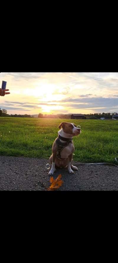 Hundetreffen-Social Walk-Bild