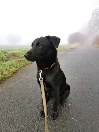 Labradorfans-Beitrag-Bild