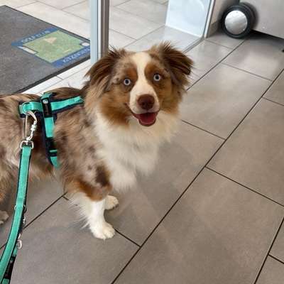 Hundetreffen-Üben von Hundebegegnungen-Bild