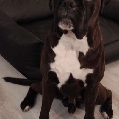 Hundetreffen-Spielgefährten gesucht-Bild