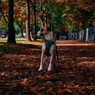 Hundetreffen-Reaktivitäts Training-Bild