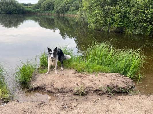 Hundetreffen-Bordercollies spielen halt anders!-Bild