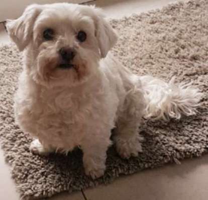 Kleine Hunde ganz Groß-Beitrag-Bild