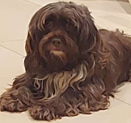 Kleine Hunde ganz Groß-Beitrag-Bild