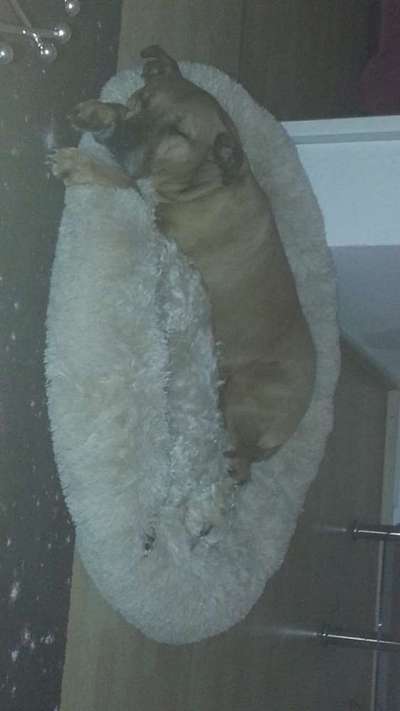 Dogorama Photo Challenge - Tarnung ist alles-Beitrag-Bild