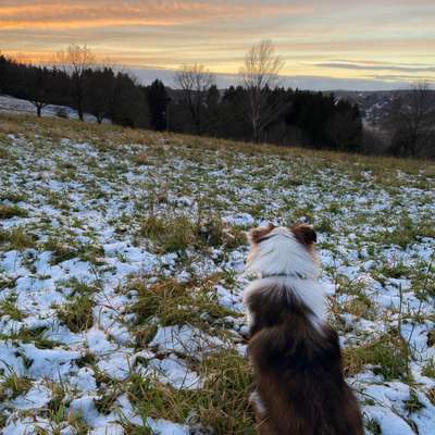 Hundetreffen-Hundespaziergang mit Lerneffekt-Bild