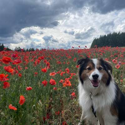 Hundetreffen-Trainingspaziergang-Bild