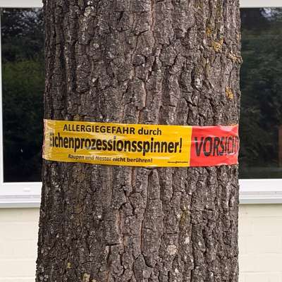 Giftköder-EichenProzessionsspinner-Bild