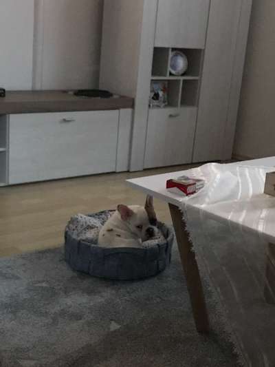 5 Monate und immernoch nicht stubenrein-Beitrag-Bild