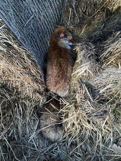 Giftköder-Toter Fuchs (Staupe?)-Bild