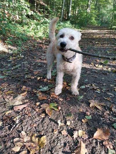 Hundetreffen-Gassirunde und Spielen-Bild