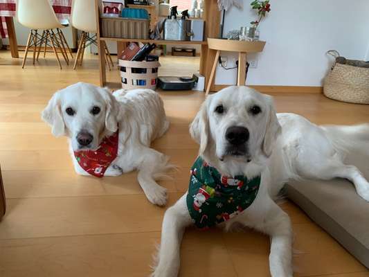 Wo sind die Golden Retriever Liebhaber?-Beitrag-Bild