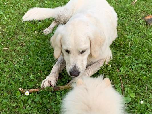 Wo sind die Golden Retriever Liebhaber?-Beitrag-Bild