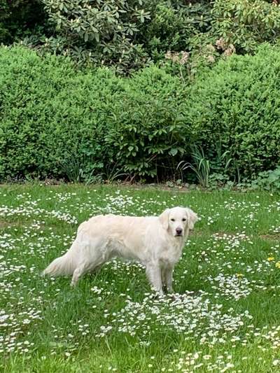 Wo sind die Golden Retriever Liebhaber?-Beitrag-Bild