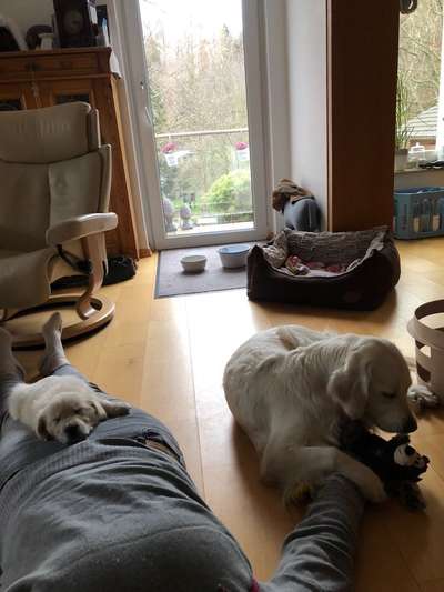 Wo sind die Golden Retriever Liebhaber?-Beitrag-Bild