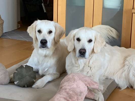 Wo sind die Golden Retriever Liebhaber?-Beitrag-Bild