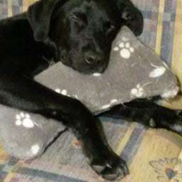 Unsere Fellnasen im Regenbogenland-Beitrag-Bild