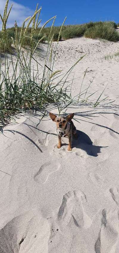 Die Dogorama Kalender Challenge Titelbild-Beitrag-Bild