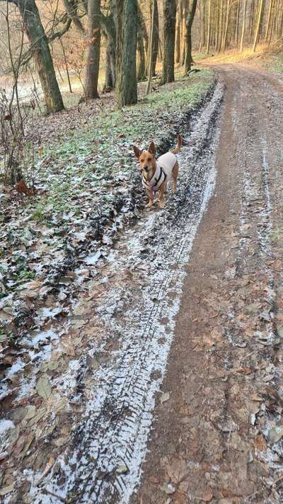 Hundeauslaufgebiet-Naturschutzgebieten-Bild