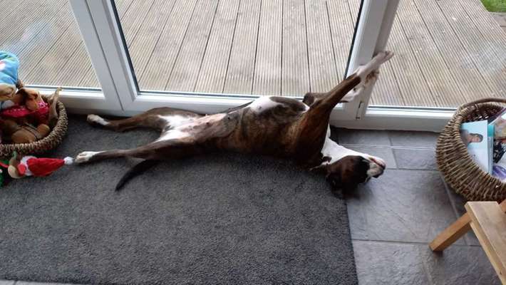 Dogorama Photo Challenge - Hündchen streckt dich-Beitrag-Bild