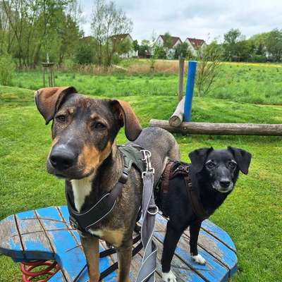 Hundetreffen-Begegnungstraining-Bild