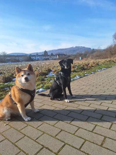 Hundetreffen-Spieletreff / Gassitreff Bad Driburg/Brakel-Bild