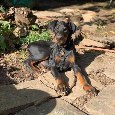 Hundetreffen-Spazierfreund & Spielpartner gesucht-Bild