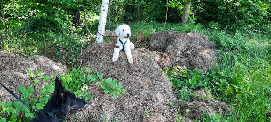 Hunde Porträt (Portrait) Galerie....-Beitrag-Bild