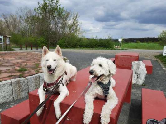 Hunde Porträt (Portrait) Galerie....-Beitrag-Bild