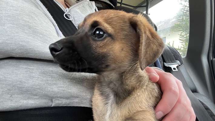 Welpen Bilder !-Beitrag-Bild