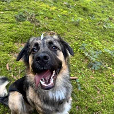 Hundetreffen-Spielgefährten zum Toben gesucht-Bild