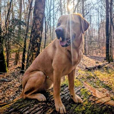 Hundetreffen-Spiel und Spaß mit meiner süßen Pebbles-Bild