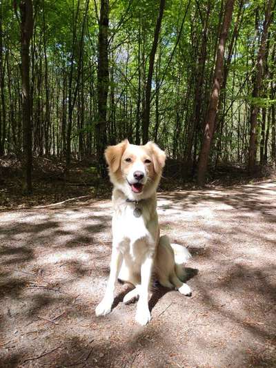 Hundetreffen-Spiel und Gassigefährte gesucht-Bild